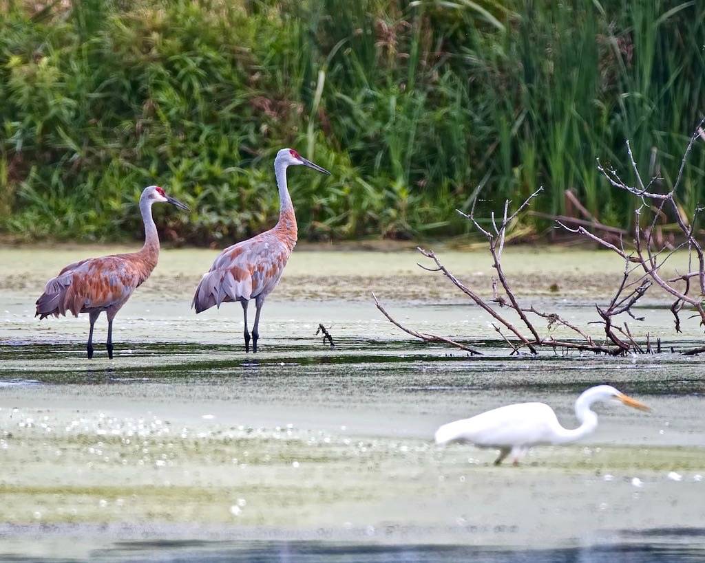 Sandhill Cranes and a Great Egret by Keith's Photos - Bird's Eye View is licensed under CC BY-NC-ND 2.0